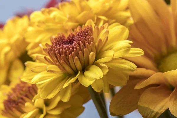 Boeket van gele mama bloemen. — Stockfoto