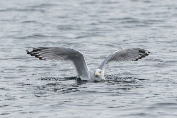 Seagull floating in calm lake water. — Stock Photo, Image