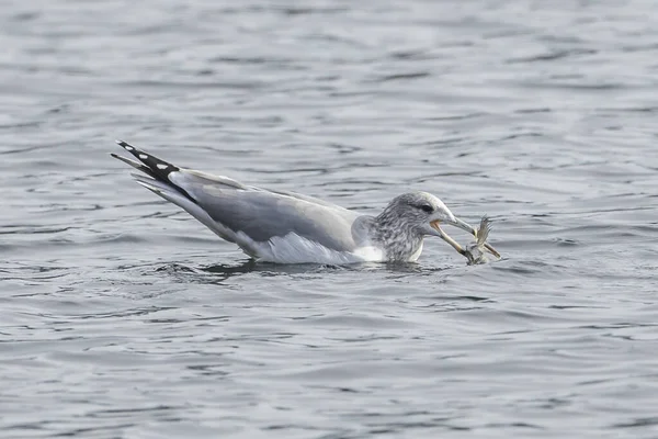 魚を食べるカモメ. — ストック写真