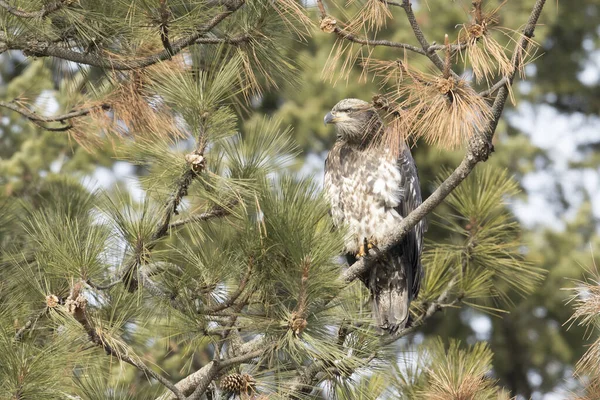 Águila calva inmadura posada sobre una rama . — Foto de Stock