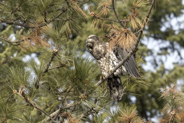 Aigle immature flotte ses ailes . — Photo