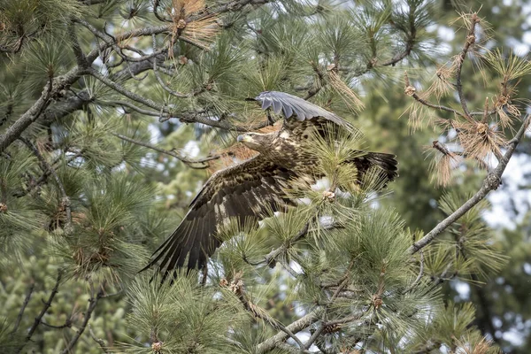Jeune aigle s'envole de la branche . — Photo