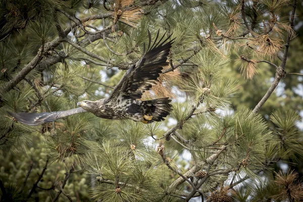 Immature eagle flying from branch. — Stock Photo, Image