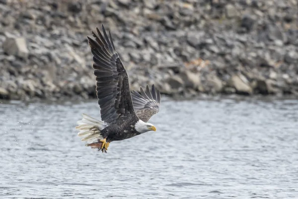 Örnen flyger iväg med fisk. — Stockfoto