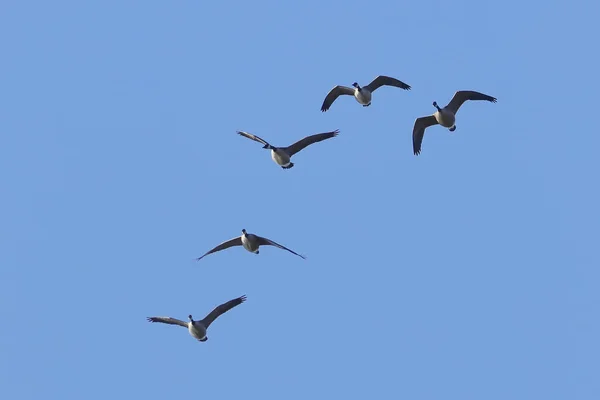 Flock of geese in north Idaho. — Stock Photo, Image