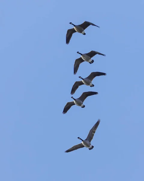 Gänseschwarm in Formation. — Stockfoto