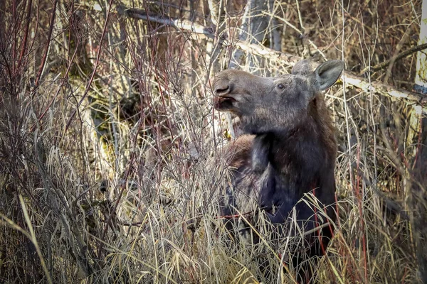 Moose está ocupado comiendo en el bosque. . — Foto de Stock
