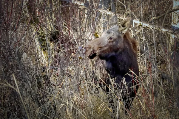 Female moose is eating the brush. — ストック写真