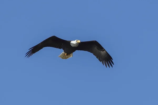 Águila volando en el cielo. — Foto de Stock