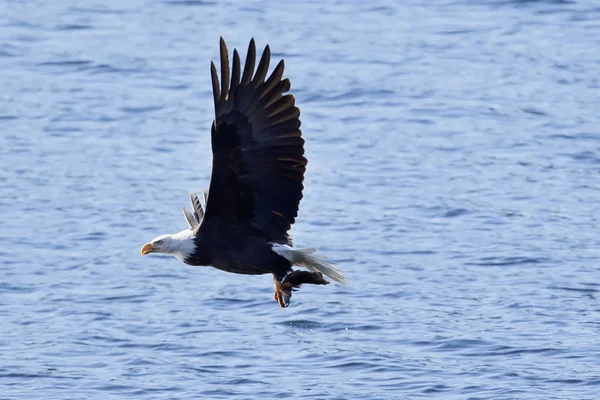 Águila calva se eleva bajo con un pez . — Foto de Stock