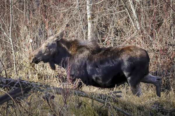 Moose caminando en el bosque . — Foto de Stock
