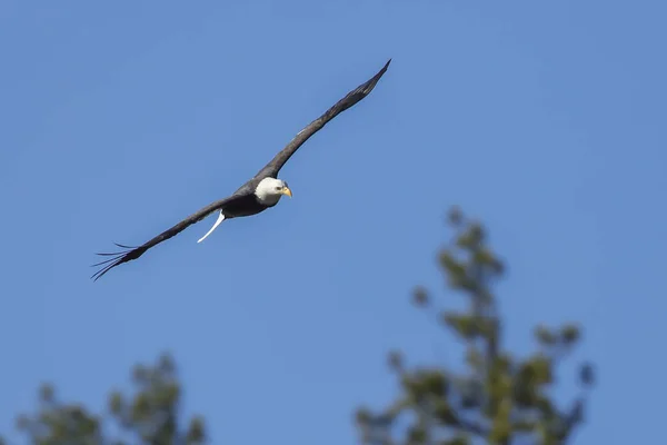 Águila vuela cerca de las copas de los árboles . —  Fotos de Stock