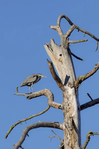 Heron uppsatt på bar gren. — Stockfoto