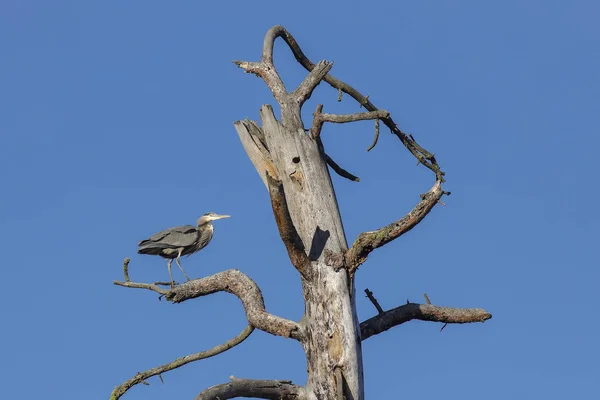 Frumos heron în picioare o ramură stearpă . — Fotografie, imagine de stoc