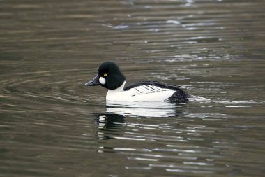 Barrow's goldeneye in the water. clipart