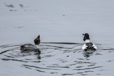 Barrow 'un altın gözlü çifti birlikte yüzüyor..