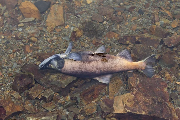 산란된 후에 물 속에서 죽은 코카 니 연어. — 스톡 사진