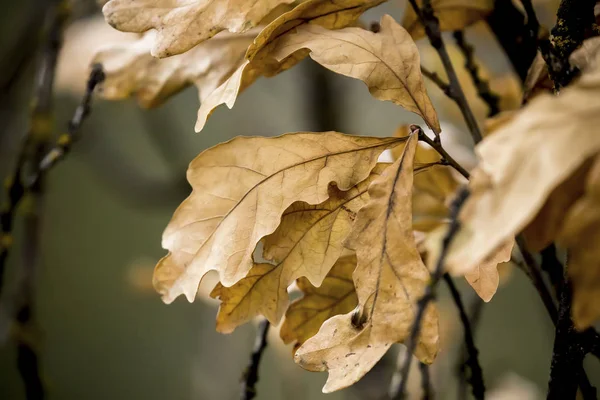 树上干枯的褐色叶子. — 图库照片