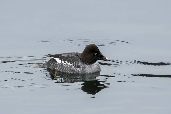 Female barrow's goldeneye in the water. — Stock Photo, Image