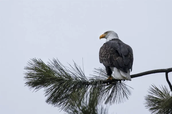 Bald eagle perched on a branch in Idaho. — Stock Photo, Image