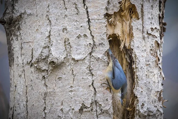 피그미 누트 나무에 거꾸로 매달려 있다. — 스톡 사진