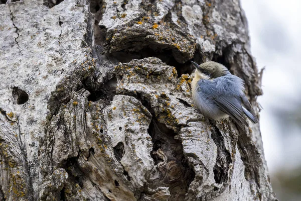 Lindo pigmeo nuthatch en el árbol . — Foto de Stock