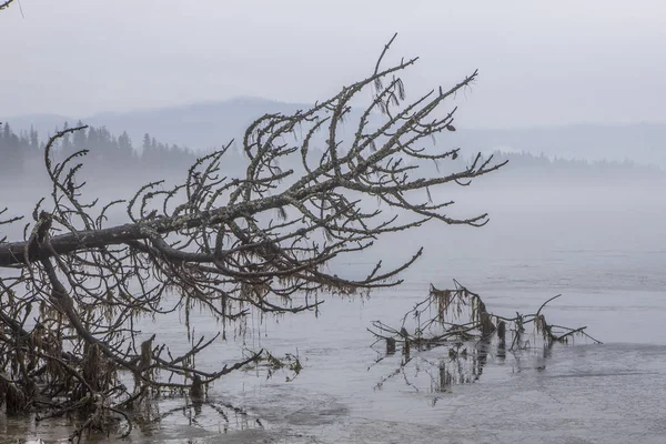 Donmuş suyun yanındaki devrilmiş ağaç.. — Stok fotoğraf