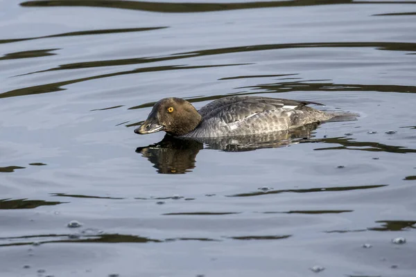 Female goldeneye swims in calm water. — Stock Photo, Image