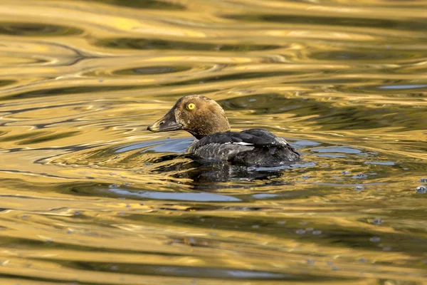 Female goldeneye swimming late in the day. — Stock Photo, Image