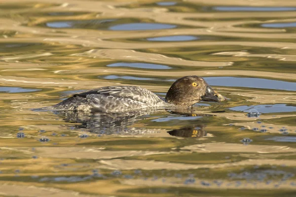 Sideview of a barrow's goldeneye. — Stock Photo, Image