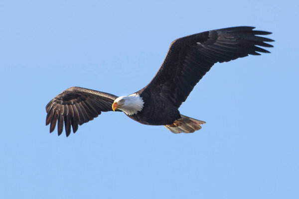 Bald eagle soaring up in the sky in north Idaho.