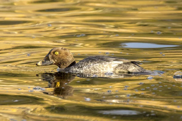 Sideview of a female barrow's goldeneye. — Stock Photo, Image