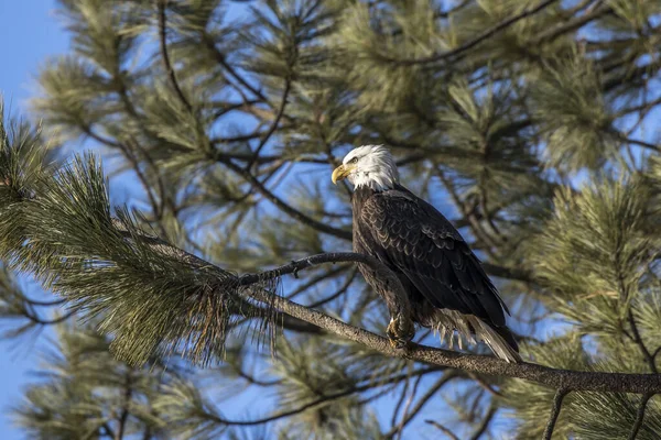 Águia careca americana empoleirada em um pinheiro . — Fotografia de Stock