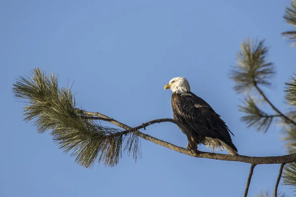 Eagle perched on a branch against a clear blue sky. — Stock Photo, Image
