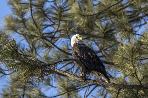 Eagle looks back while perched on a tree. — Stock Photo, Image