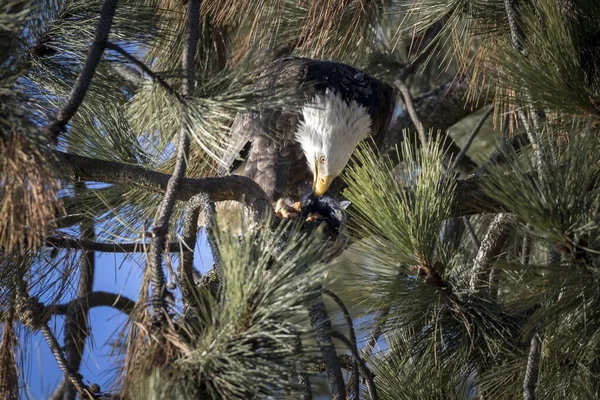Águia rasga em um peixe enquanto em uma árvore . — Fotografia de Stock