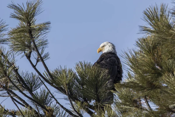 Bald eagle nestled in a tree top. — Stock Photo, Image