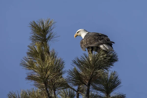 Alert bald eagle looks for fish. — Stock Photo, Image