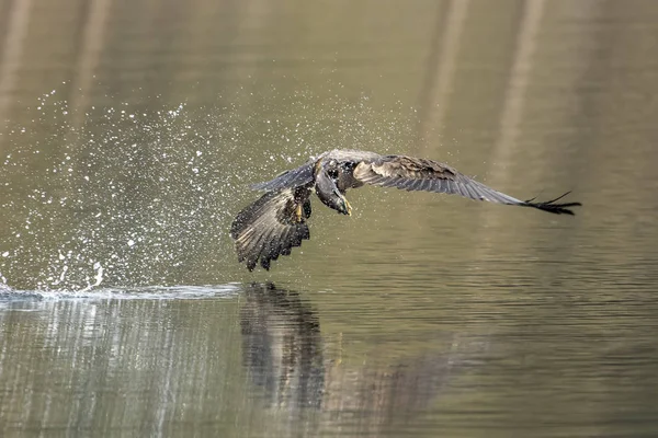 Águia juvenil captura peixe . — Fotografia de Stock