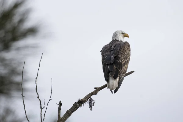 Águila encaramada en una rama . —  Fotos de Stock