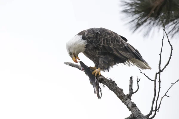 Eagle takes a bite from a fish. — Stock Photo, Image
