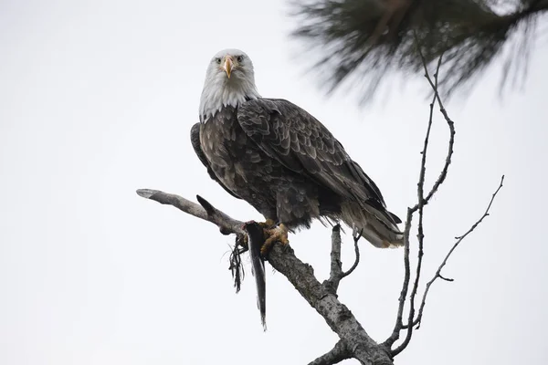 Bald eagle looks into the camera. — Stock Photo, Image