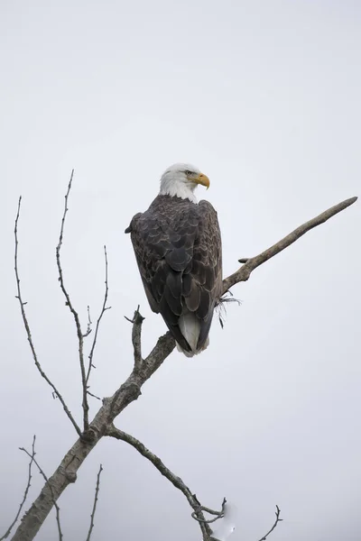 Perched bald eagle in Idaho. — Stock Photo, Image