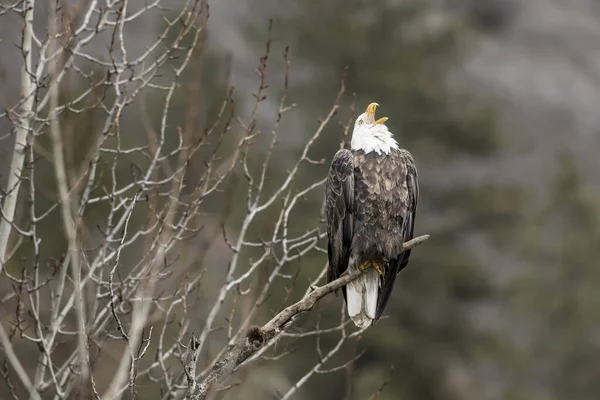 Bald eagle calling to others. — Stock Photo, Image