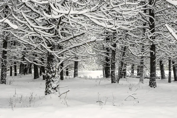 Zasněžené stromy na poli. — Stock fotografie