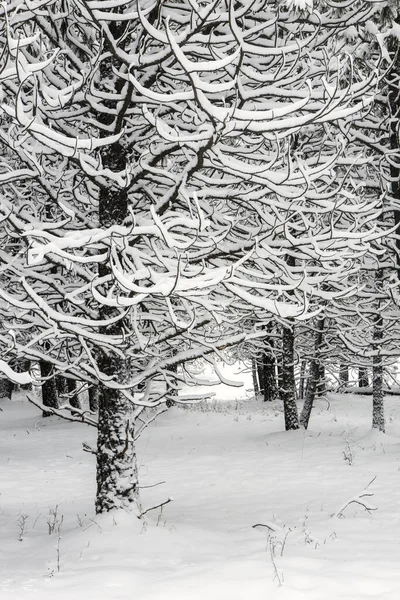 Schnee bedeckte Äste an einem Baum. — Stockfoto