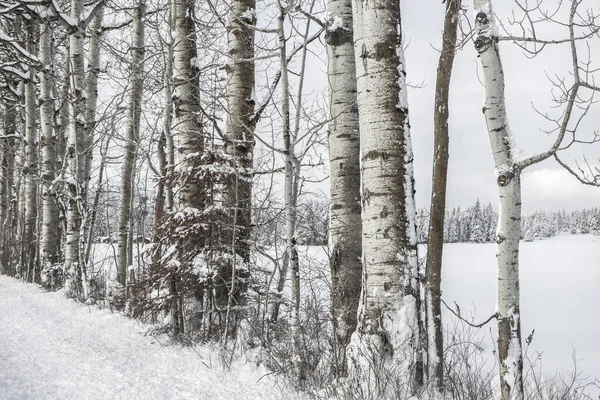 Rad av snötäckta björkar. — Stockfoto