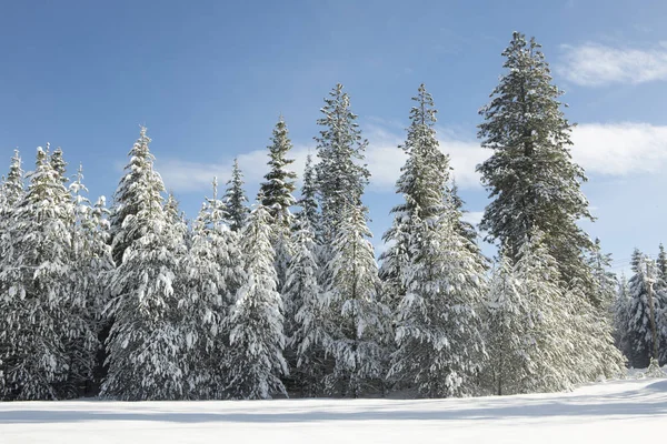 Kiefern mit Schnee bedeckt. — Stockfoto