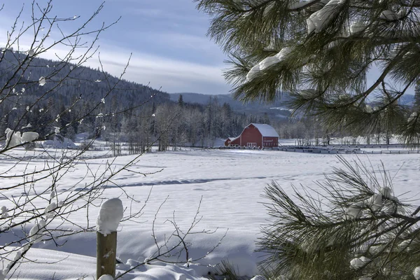 Patrząc przez drzewa na stodołę w śniegu. — Zdjęcie stockowe