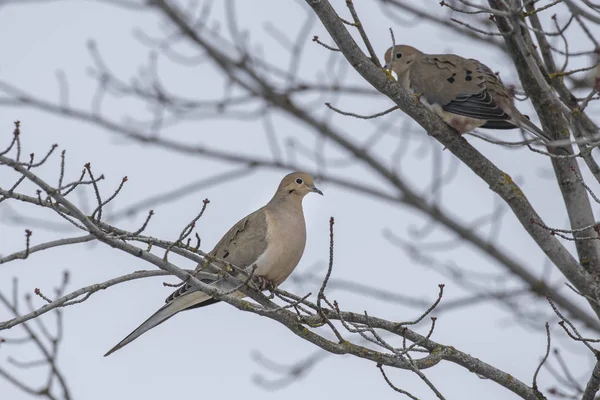 나무에 애도 비둘기. — 스톡 사진